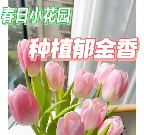 郁金香种植和管理的要点是什么？