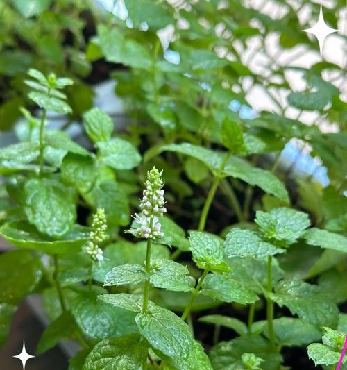 薄荷的养殖技巧是什么？如何保持其清新香气？