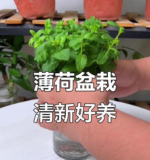 薄荷的养殖技巧是什么？如何保持其清新香气？