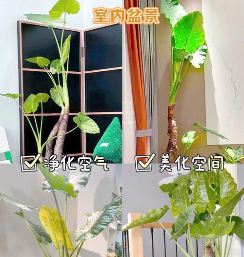 滴水观音滴水的时间表是怎样的？
