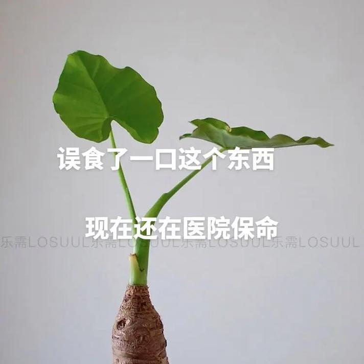 滴水观音滴水的时间表是怎样的？