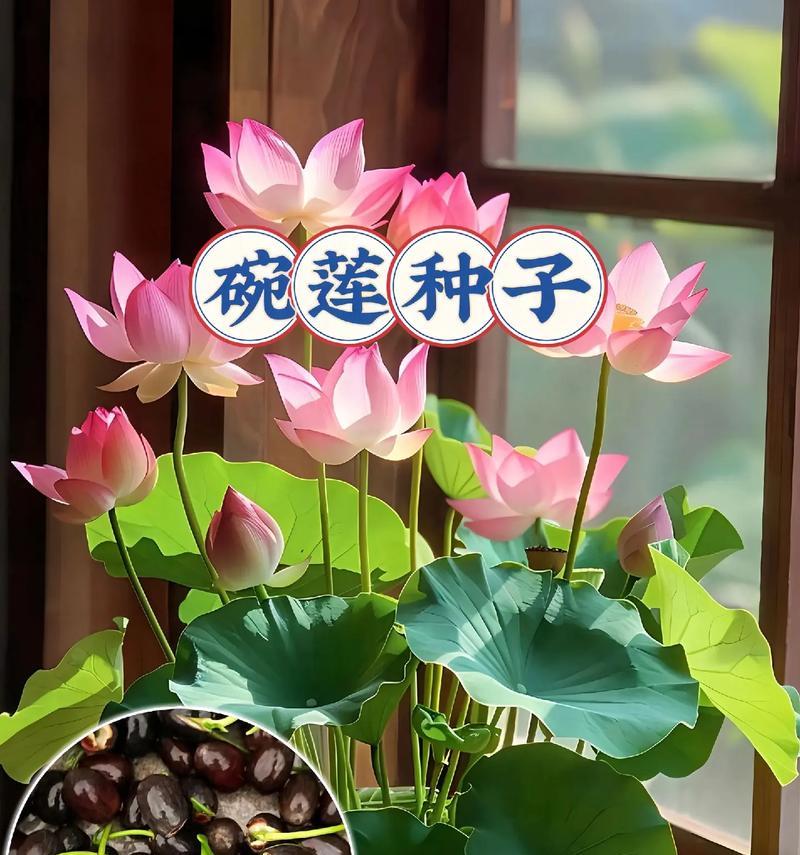 晚莲的养殖技巧是什么？如何在家中成功种植？