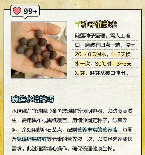 晚莲的养殖技巧是什么？如何在家中成功种植？