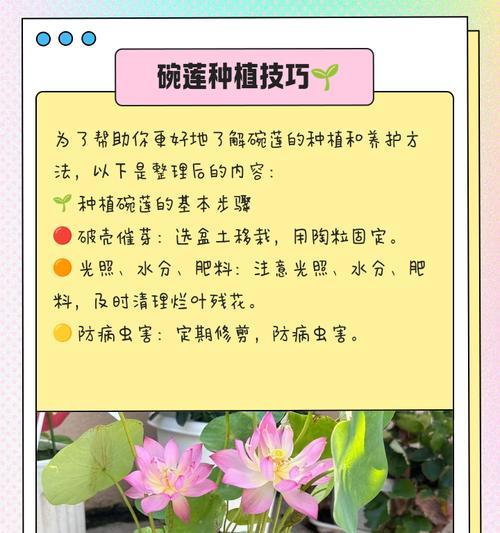 晚莲的养殖技巧是什么？如何在家中成功种植？