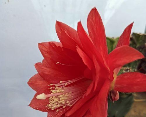 仙人掌嫁接仙人指的步骤是什么？