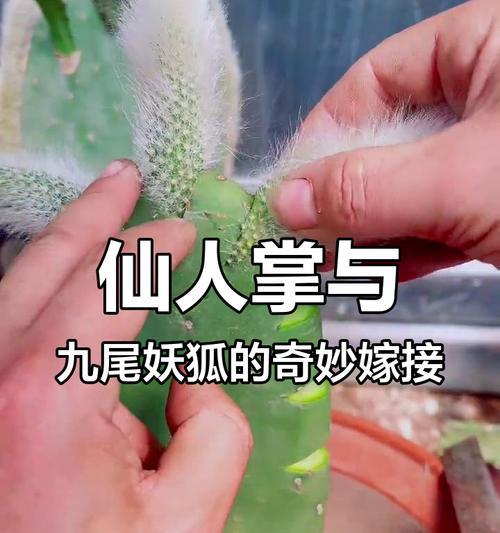 仙人掌嫁接仙人指的步骤是什么？