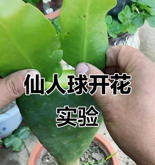 仙人掌嫁接仙人指的步骤是什么？