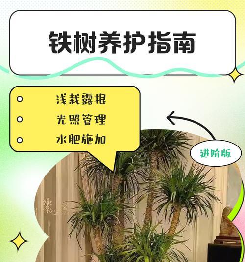 铁树养护中常见的问题有哪些？
