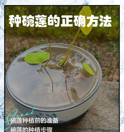 如何养碗莲？碗莲的养护技巧有哪些？