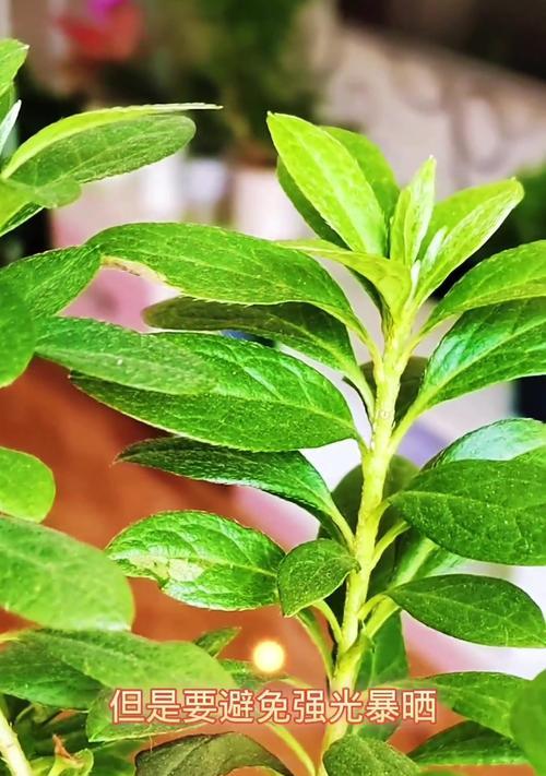 杜鹃花怎么养夏天？夏季管理要点有哪些？