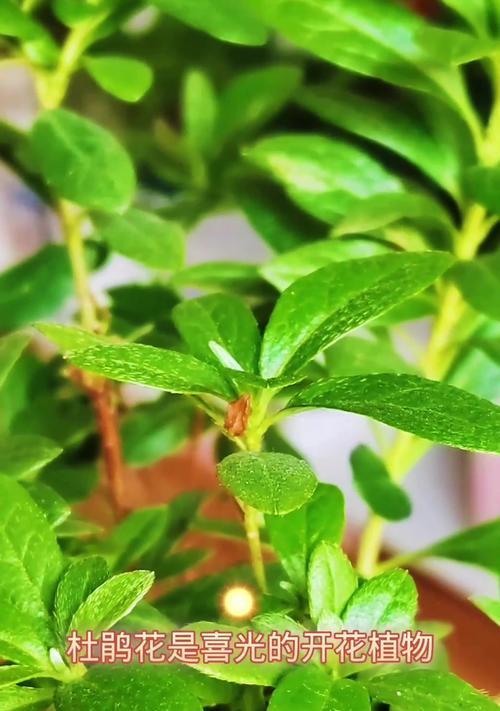 杜鹃花怎么养夏天？夏季管理要点有哪些？