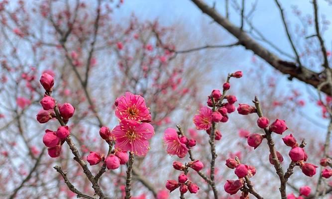 梅花珍贵品种有哪些？如何鉴别梅花珍贵品种？