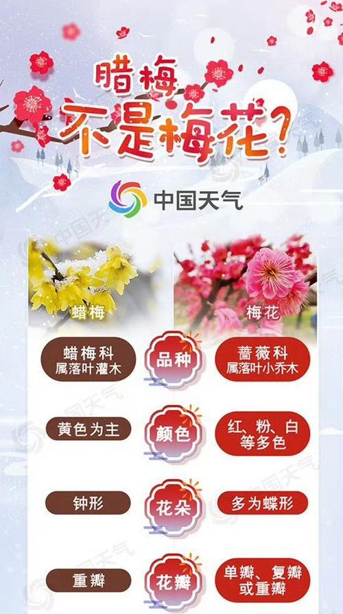 梅花珍贵品种有哪些？如何鉴别梅花珍贵品种？