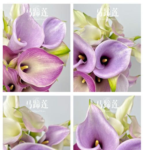 马蹄莲养殖技巧有哪些？养殖马蹄莲应该注意什么？