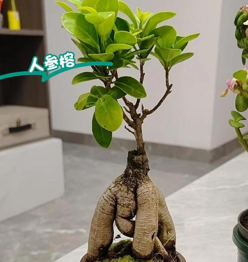 人参榕树繁殖方法有哪些？怎样提高繁殖成功率？
