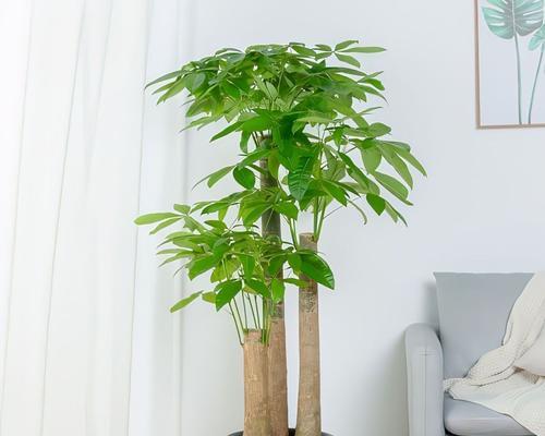 什么形状的发财树好？如何选择形状合适的发财树？