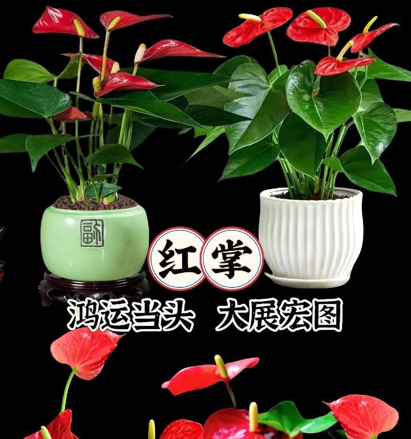红掌开花的养殖技巧是什么？