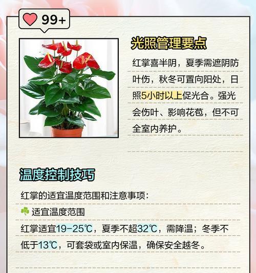 红掌开花的养殖技巧是什么？