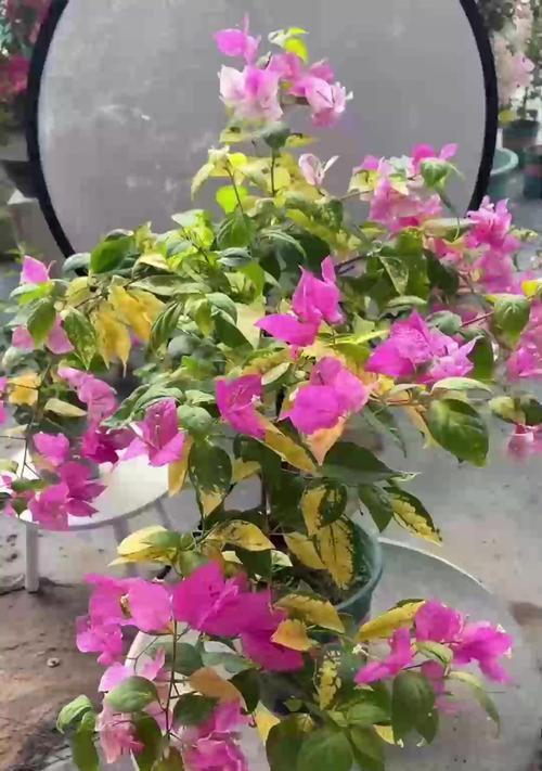 红掌开花的养殖技巧是什么？