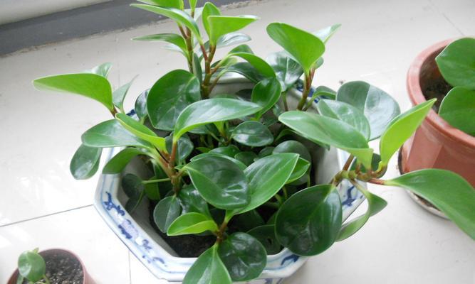 什么花不会开花？有哪些植物是不开花的？
