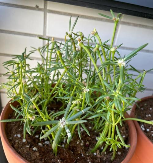 什么花不会开花？有哪些植物是不开花的？