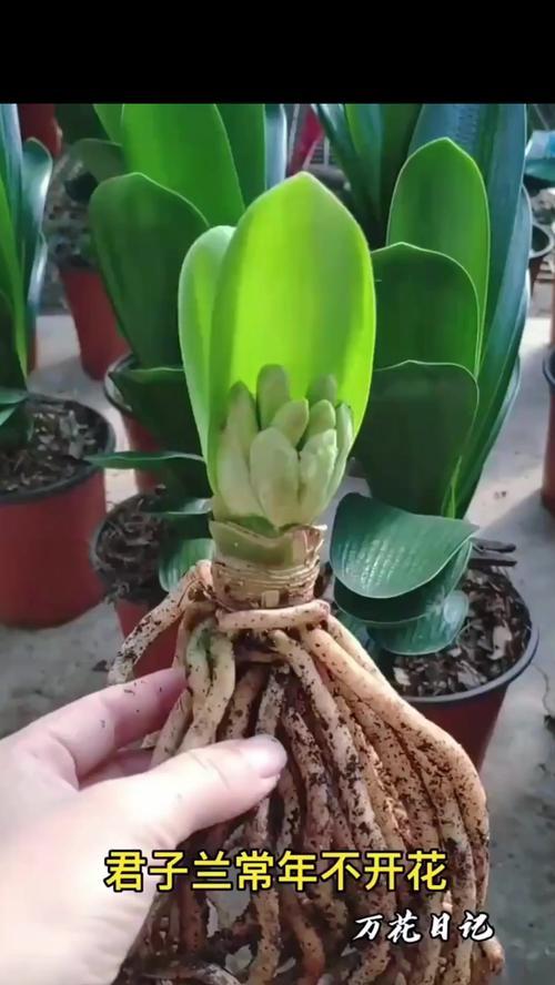 什么花不会开花？有哪些植物是不开花的？