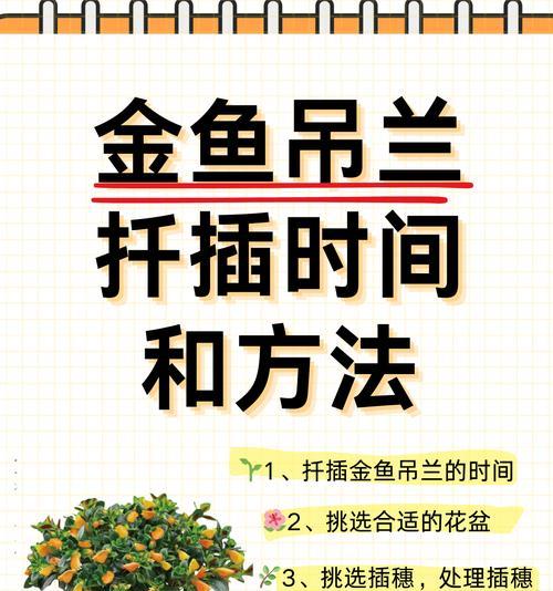珍珠吊兰扦插的正确步骤是什么？