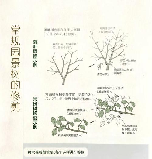 扶桑的栽培步骤是什么？如何进行修剪？