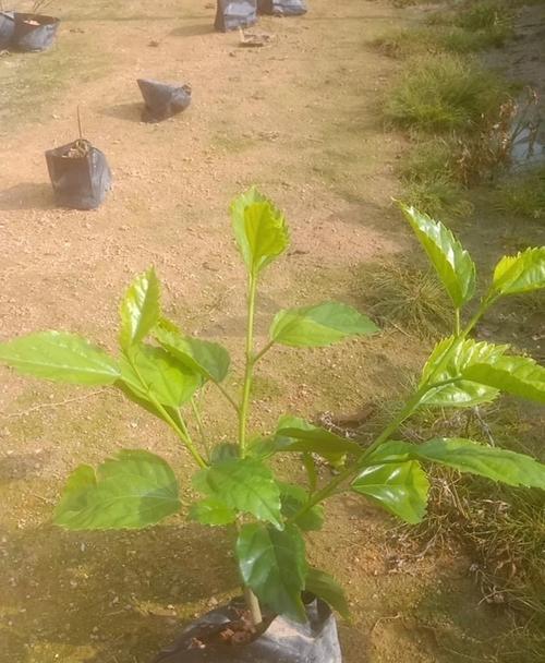 扶桑的栽培步骤是什么？如何进行修剪？