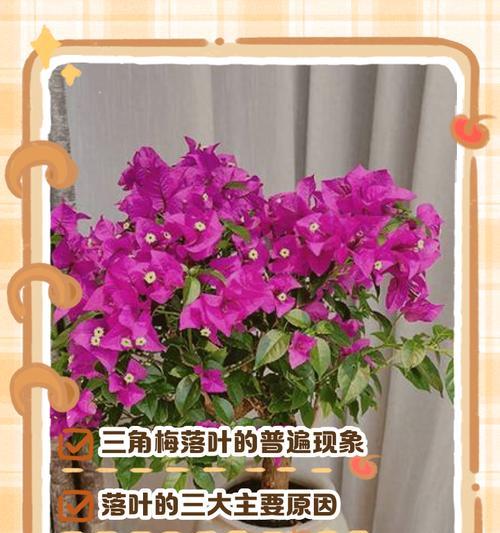 三角梅落叶怎么办？如何应对和解决？