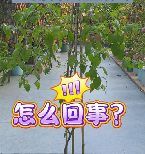 三角梅落叶怎么办？如何应对和解决？