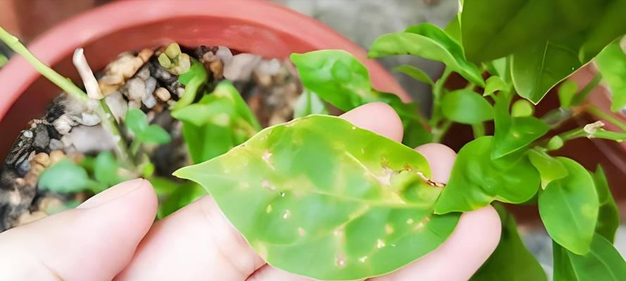 三角梅落叶怎么办？如何应对和解决？