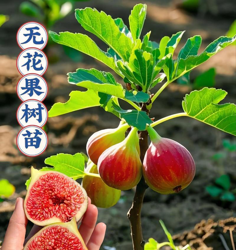 无花果的种植方法：从选种到收获的全面指南