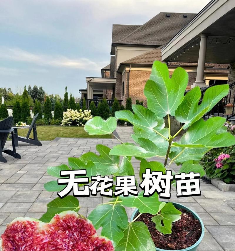 无花果的种植方法：从选种到收获的全面指南