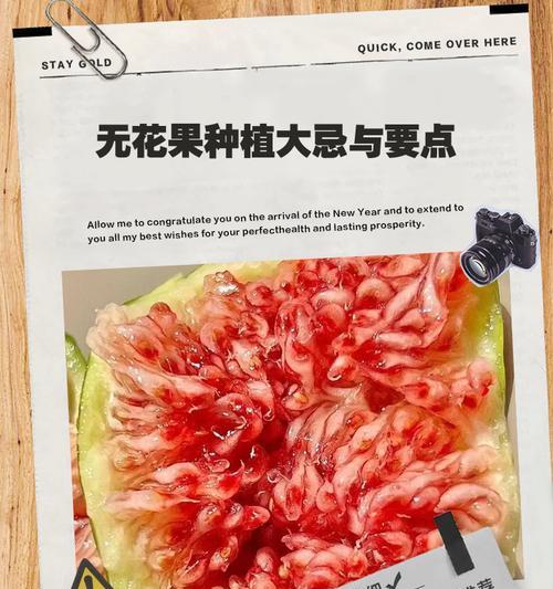 无花果的种植方法：从选种到收获的全面指南
