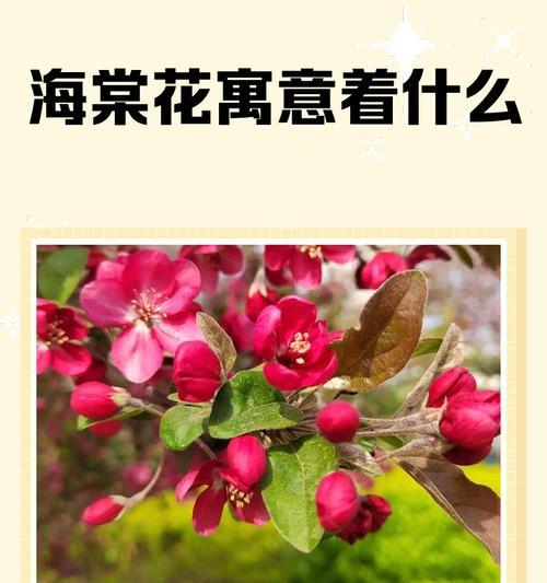 玉簪的开花时间：揭秘这种美丽植物的神秘绽放时刻