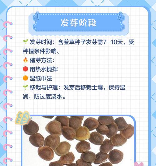 含羞草怎么处理催芽