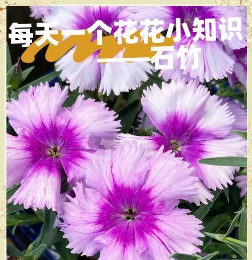 五彩石竹怎么种植——全面指南
