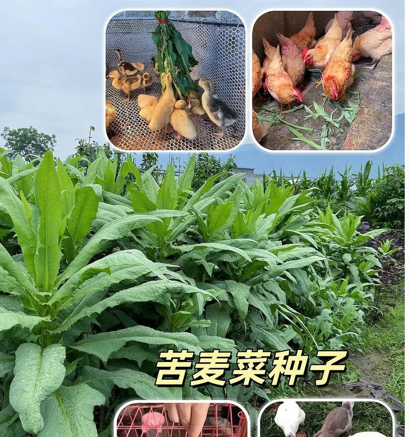 苦麦菜怎么种催芽最好