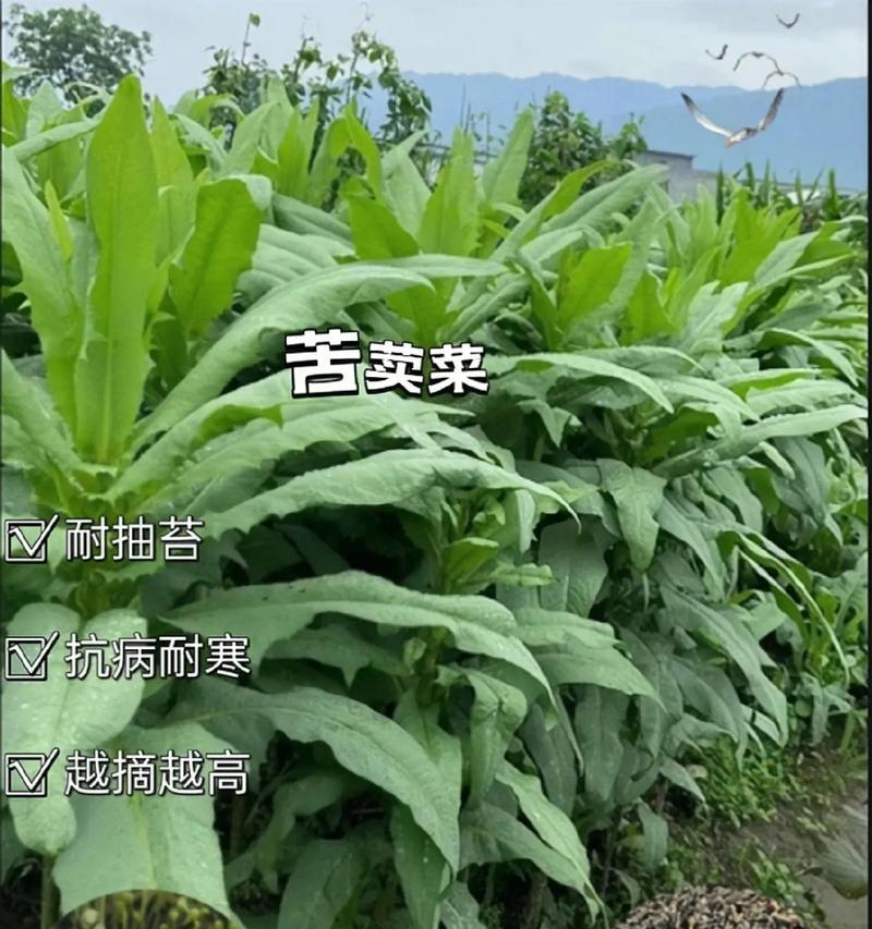 苦麦菜怎么种催芽最好