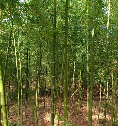 雷竹苗种植技巧全解