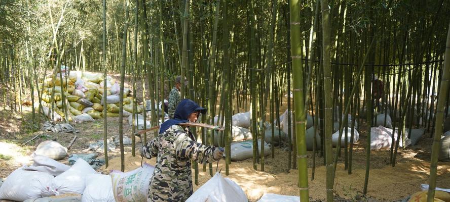雷竹苗种植技巧全解