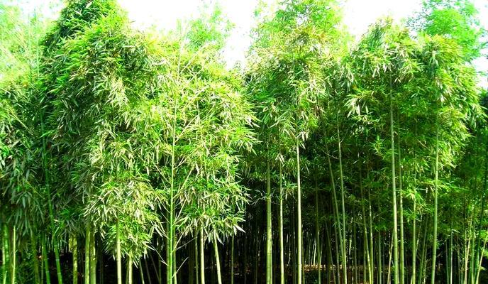雷竹苗种植技巧全解