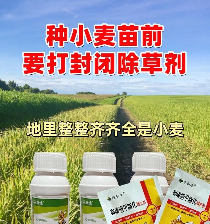 小麦种子的种植方法全解析