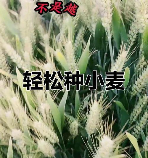 小麦种子的种植方法全解析