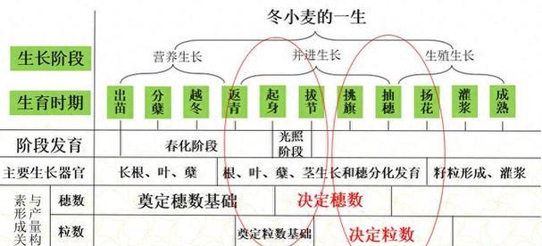 小麦种子的种植方法全解析