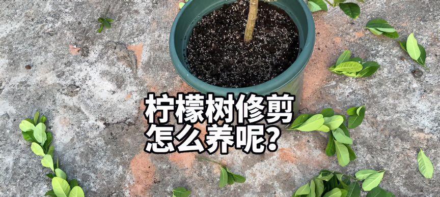 朱雀怎么修剪枝条：全方位养护指导