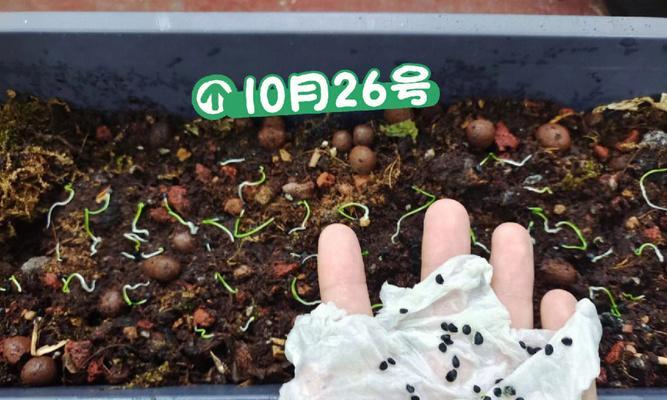 夏天韭菜种子怎么催芽播种：全面指导与技巧分享