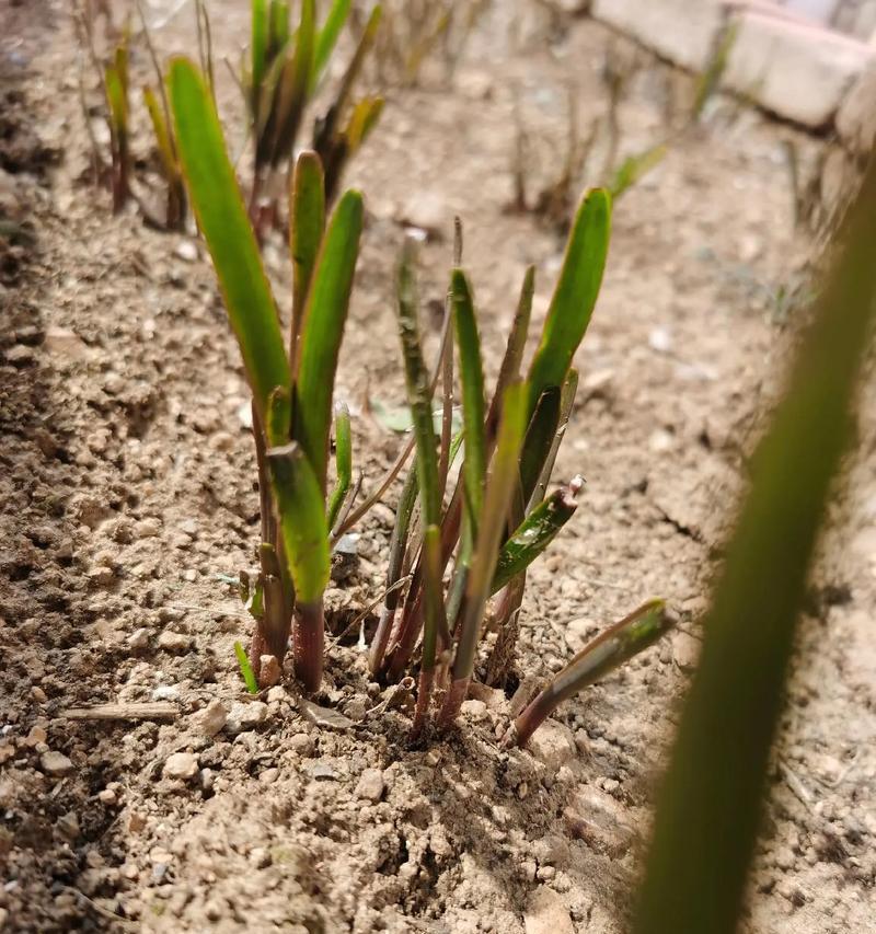 夏天韭菜种子怎么催芽播种：全面指导与技巧分享