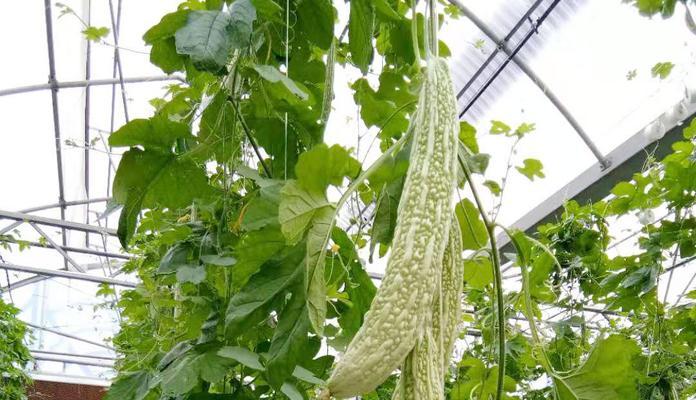 苦瓜种植方法详解